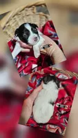 Reese, a female Miniature Schnauzer for sale in Lebanon, MO – 1 of 4