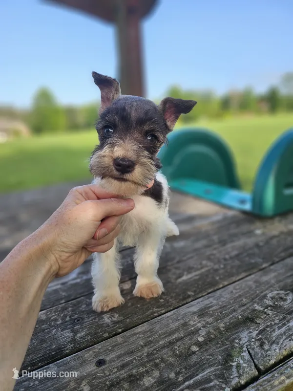 Trudy – Miniature Schnauzer puppy for sale in Lebanon, MO