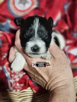 Bella, a female Miniature Schnauzer for sale in Lebanon, MO – 2 of 4