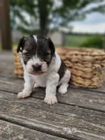 Tilly, a female Miniature Schnauzer for sale in Lebanon, MO – 2 of 3
