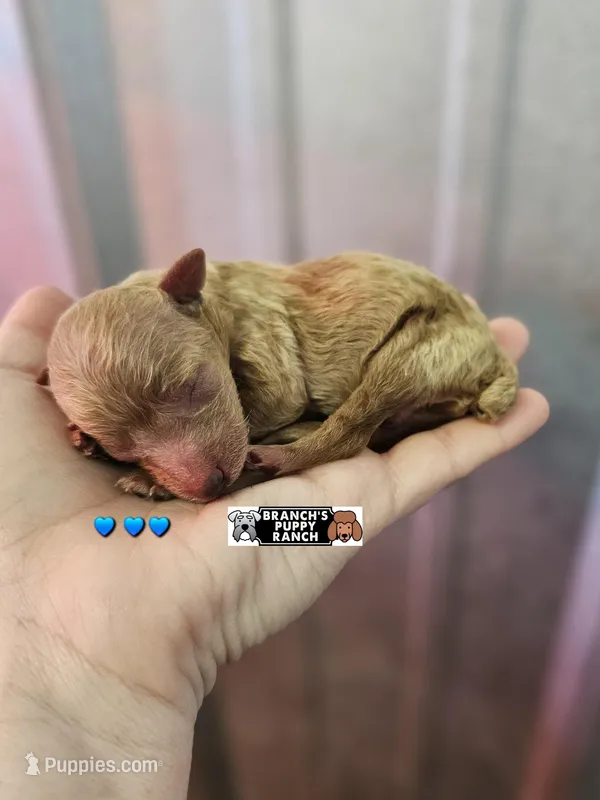 Bruno – Poodle - Toy  puppy for sale in Lebanon, MO