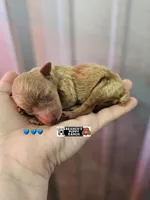 Bruno, a male Poodle - Toy  for sale in Lebanon, MO – Photo 1 of 2