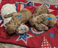 Bruno, a male Poodle - Toy  for sale in Lebanon, MO – Photo 2 of 2