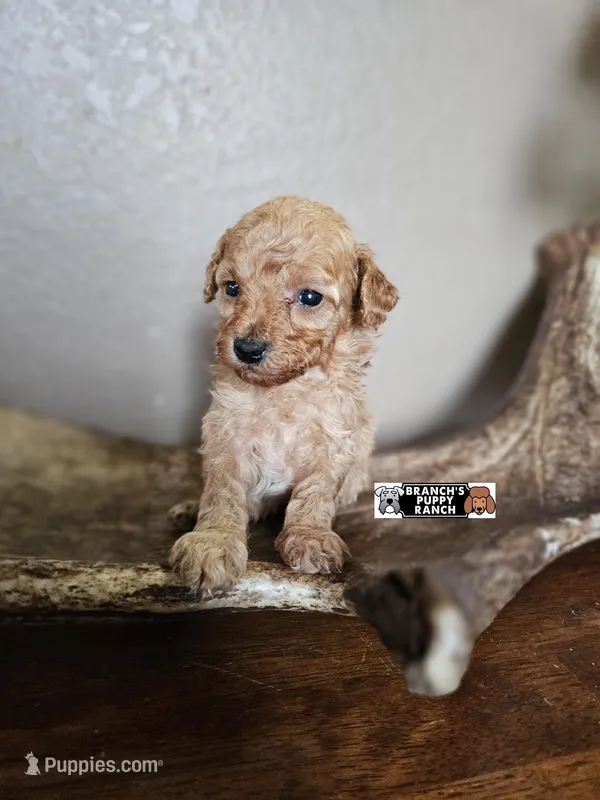 Bruno – Poodle - Toy  puppy for sale in Lebanon, MO