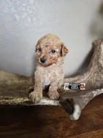 Bruno, a male Poodle - Toy  for sale in Lebanon, MO – 1 of 4