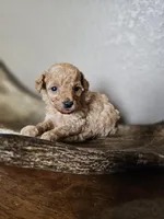 Bruno, a male Poodle - Toy  for sale in Lebanon, MO – 2 of 4