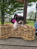Trudy, a female Miniature Schnauzer for sale in Lebanon, MO – 3 of 3
