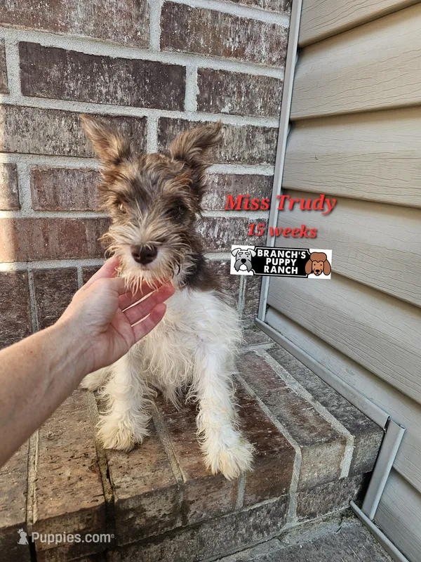 Trudy – Miniature Schnauzer puppy for sale in Lebanon, MO