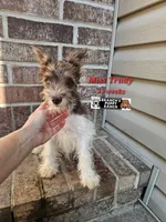 Trudy, a female Miniature Schnauzer for sale in Lebanon, MO – 1 of 9