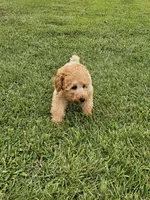 Cinnamon , a male Poodle - Miniature  for sale in Lebanon, MO – 2 of 9