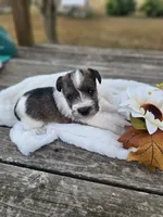 Rocko, a male Miniature Schnauzer for sale in Lebanon, MO – 3 of 4