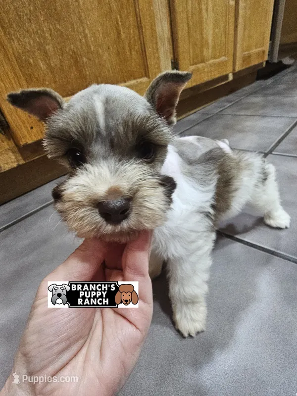 Tilly – Miniature Schnauzer puppy for sale in Lebanon, MO