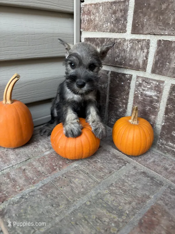 Suki – Miniature Schnauzer puppy for sale in Lebanon, MO