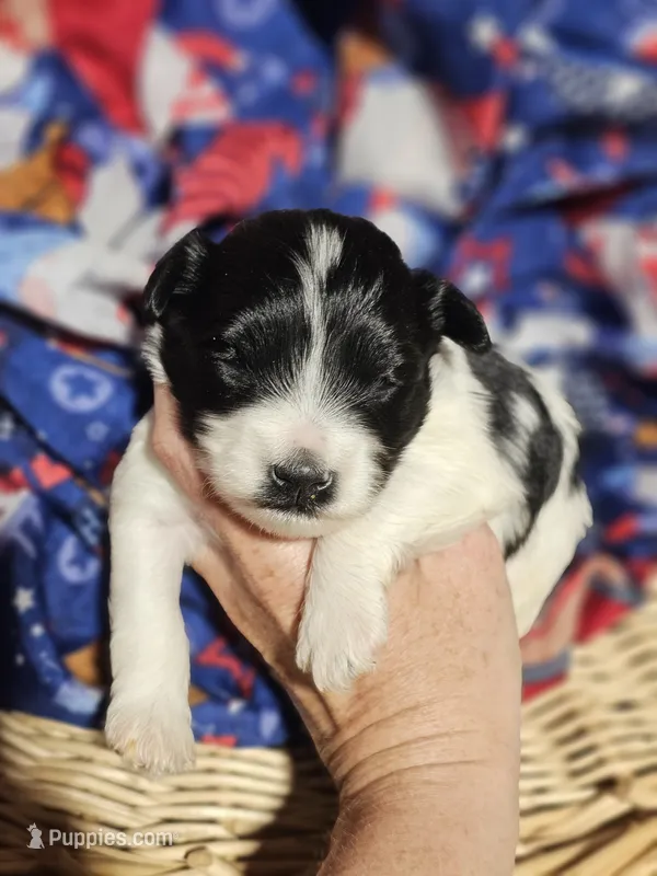 Pongo – Miniature Schnauzer puppy for sale in Lebanon, MO