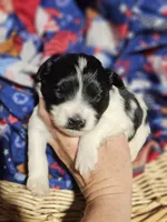 Pongo, a male Miniature Schnauzer for sale in Lebanon, MO – 1 of 3
