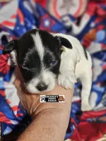 Tucker, a male Miniature Schnauzer for sale in Lebanon, MO – 1 of 1