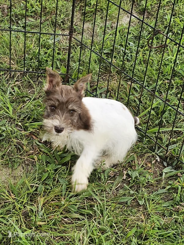 Trudy – Miniature Schnauzer puppy for sale in Lebanon, MO