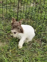 Trudy, a female Miniature Schnauzer for sale in Lebanon, MO – 2 of 9