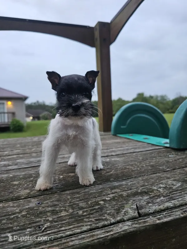 Tabby – Miniature Schnauzer puppy for sale in Lebanon, MO