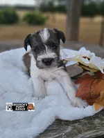 Rocko, a male Miniature Schnauzer for sale in Lebanon, MO – 2 of 4