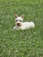 Nova, a female Miniature Schnauzer for sale in Lebanon, MO – 3 of 4