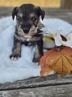 Haze, a male Miniature Schnauzer for sale in Lebanon, MO – 2 of 4