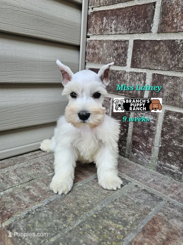 Lainey – Miniature Schnauzer puppy for sale in Lebanon, MO