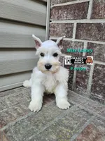 Lainey, a female Miniature Schnauzer for sale in Lebanon, MO – 1 of 4