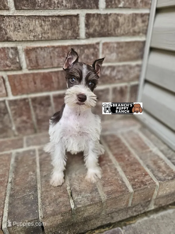 Molly – Miniature Schnauzer puppy for sale in Lebanon, MO