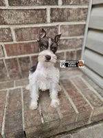 Molly, a male Miniature Schnauzer for sale in Lebanon, MO – 1 of 5