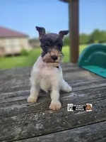 Trudy, a female Miniature Schnauzer for sale in Lebanon, MO – 2 of 6