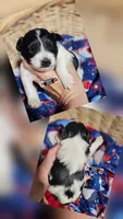 Pongo, a male Miniature Schnauzer for sale in Lebanon, MO – 2 of 3