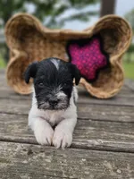 Tabby, a female Miniature Schnauzer for sale in Lebanon, MO – 2 of 2
