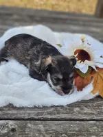 Haze, a male Miniature Schnauzer for sale in Lebanon, MO – 4 of 4