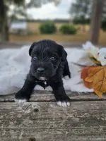 Lottie, a female Miniature Schnauzer for sale in Lebanon, MO – 3 of 3