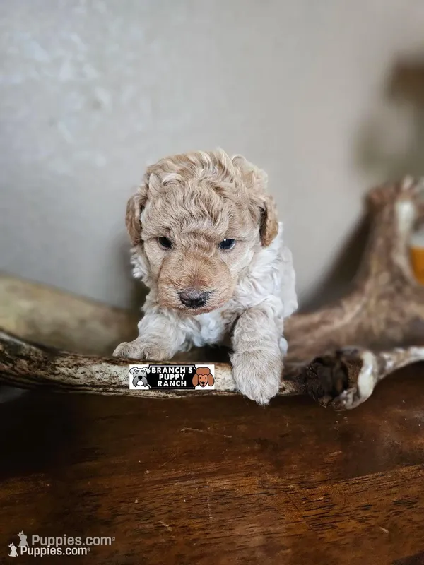 Teddy  – Poodle - Toy  puppy for sale in Lebanon, MO
