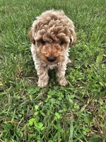 Teddy , a male Poodle - Toy  for sale in Lebanon, MO – 2 of 6