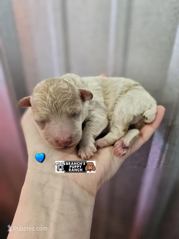 Teddy  – Poodle - Toy  puppy for sale in Lebanon, MO