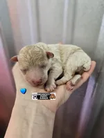 Teddy , a male Poodle - Toy  for sale in Lebanon, MO – Photo 1 of 2