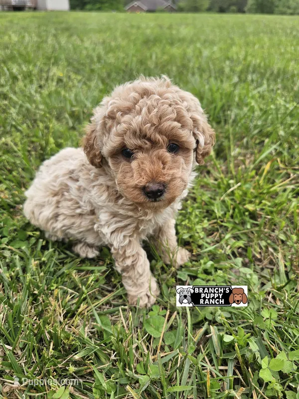 Teddy  – Poodle - Toy  puppy for sale in Lebanon, MO