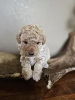 Teddy , a male Poodle - Toy  for sale in Lebanon, MO – 4 of 6