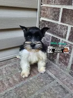 Alena, a female Miniature Schnauzer for sale in Lebanon, MO – 1 of 4