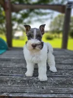 Reese, a female Miniature Schnauzer for sale in Lebanon, MO – 2 of 6