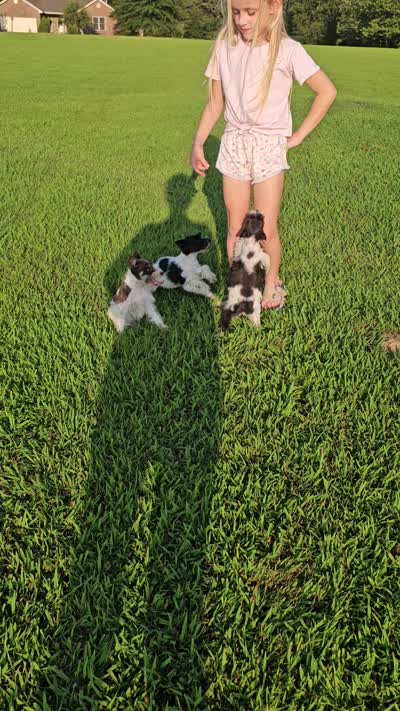 Bella, a female Miniature Schnauzer for sale in Lebanon, MO – 9 of 9