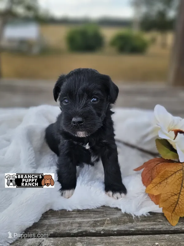 Lottie – Miniature Schnauzer puppy for sale in Lebanon, MO