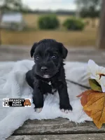 Lottie, a female Miniature Schnauzer for sale in Lebanon, MO – 1 of 3
