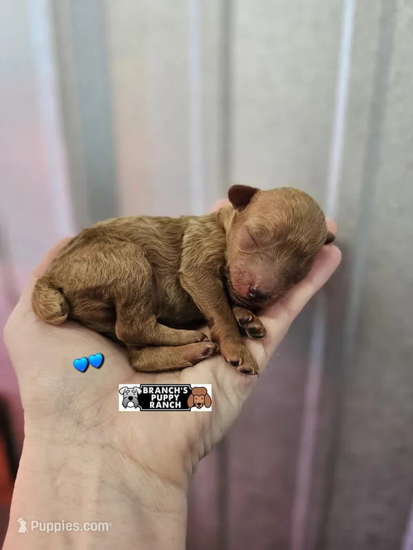 Cinnamon  – Poodle - Toy  puppy for sale in Lebanon, MO