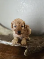 Cinnamon , a male Poodle - Toy  for sale in Lebanon, MO – 2 of 4