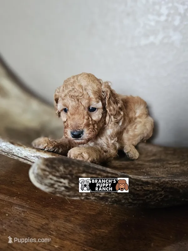 Cinnamon  – Poodle - Toy  puppy for sale in Lebanon, MO