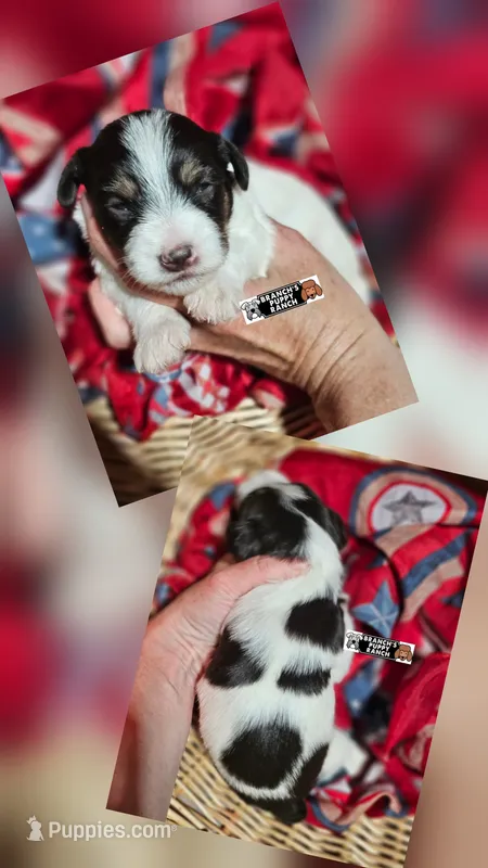 Molly – Miniature Schnauzer puppy for sale in Lebanon, MO